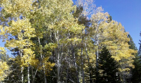 The Gift of Aspen