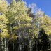 The Gift of Aspen