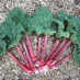 Rhubarb Season